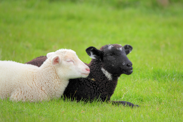schwarzes und weißes Lamm - Foto, Bild
