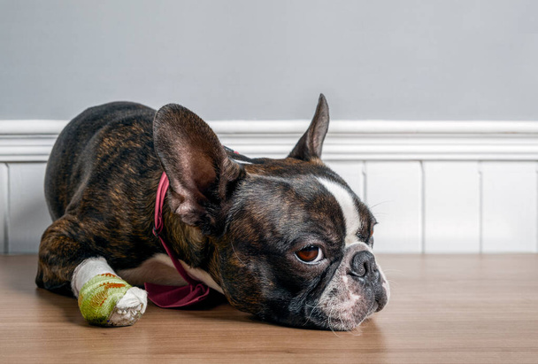 Boston Terrier köpeği yaralı ve sargılı pençeleriyle yere uzanmış üzgün bir suratla dinleniyor. - Fotoğraf, Görsel