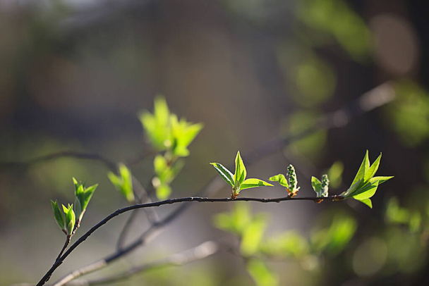 branches of young green leaves and buds, seasonal background, april march landscape in the forest - Фото, изображение