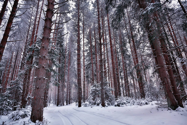 winter in a pine forest landscape, trees covered with snow, January in a dense forest seasonal view - Фото, изображение