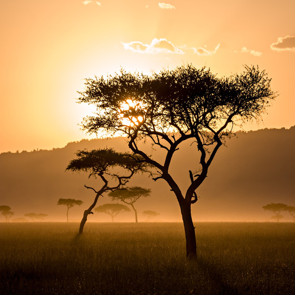 Hermosa puesta de sol en Massai Mara
 - Foto, imagen