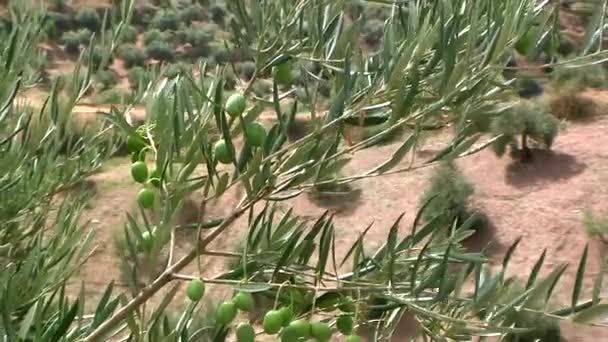 κλαδιά ελιάς με πράσινες ελιές που κινείται στην οικολογική καλλιέργεια των ελαιοδένδρων που βρίσκονται κοντά σε jaen, Ανδαλουσία, Ισπανία - Πλάνα, βίντεο