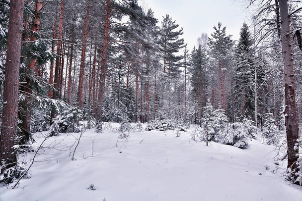 winter morning in a pine forest landscape, panoramic view of a bright snowy forest - 写真・画像