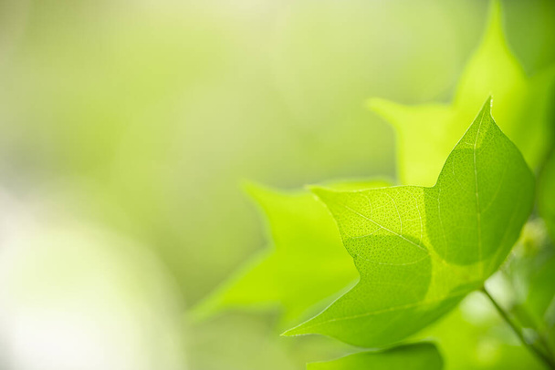 Κοντινό πλάνο του όμορφη θέα στη φύση πράσινο φύλλο σε θολή φόντο πράσινο κάτω από το φως του ήλιου με bokeh και αντιγραφή χώρου χρησιμοποιώντας ως φόντο φυσικό τοπίο φυτά, οικολογία ταπετσαρία έννοια. - Φωτογραφία, εικόνα
