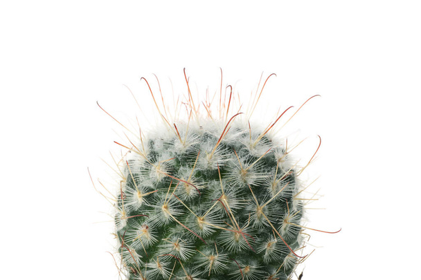 Kaktus izolované na bílém pozadí, zblízka - Fotografie, Obrázek
