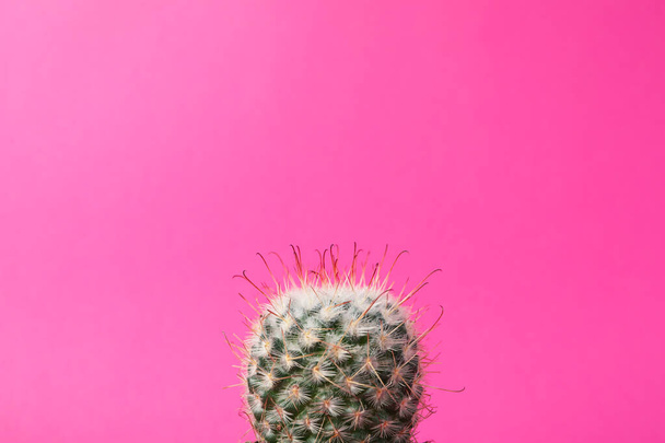 Cactus on pink background, space for text. Houseplant - Photo, Image