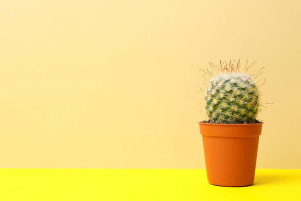 Cactus in pot on yellow table, space for text - Foto, Imagem