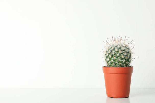 Cactus in pot on white background, space for text - Foto, immagini