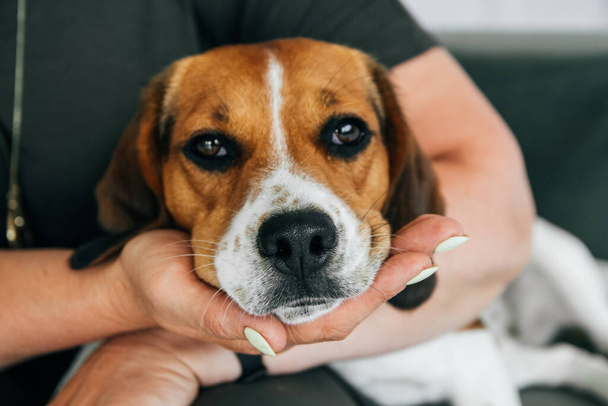 Il cane Beagle giace sulle mani di una donna. Il cane sembra triste. Concentrati sul naso
 - Foto, immagini