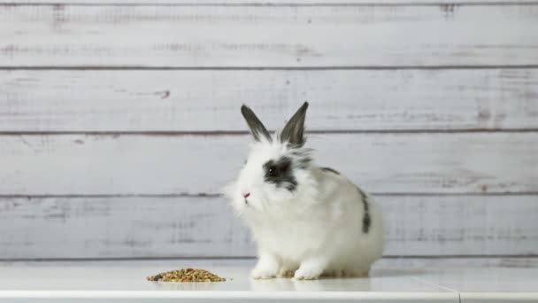 かわいい白いウサギのクローズアップは、木製の背景にドライげっ歯類食品ミックスを食べています。穀物、種子、エンドウ豆、乾燥野菜とのバランスの取れた飼料。げっ歯類のバランスのとれた食の概念 - 映像、動画
