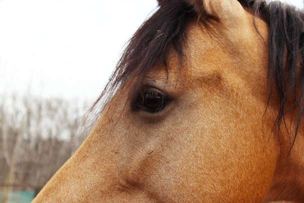 Paard buiten, bijgesneden schot. Huisdieren, zoogdieren, boerderij concept. Paard in een stal, close up. - Foto, afbeelding