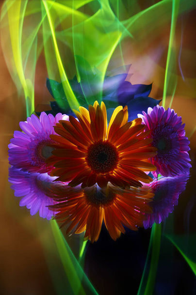 Gerberas lilac  and gerbera orange on a multicolored  background, improvization by green, orange, red and white  light in black background - Foto, imagen