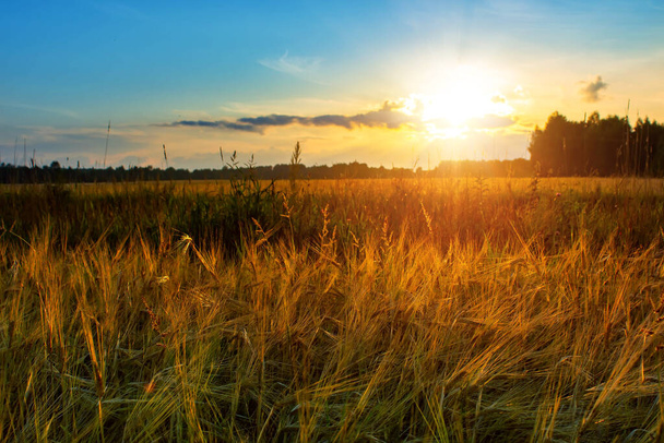 Summer sunset in a field with ears of wheat and beautiful sky. - Foto, Imagen