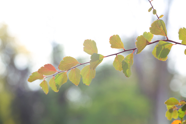 Green and yellow leaves on bright background - Foto, immagini