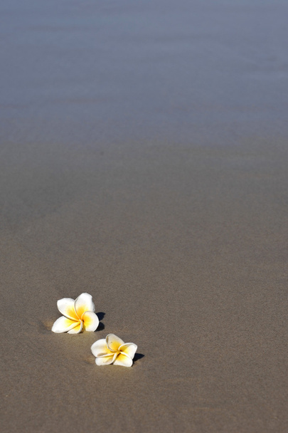 Φραντζιπάνι λουλούδια στην άμμο - Φωτογραφία, εικόνα