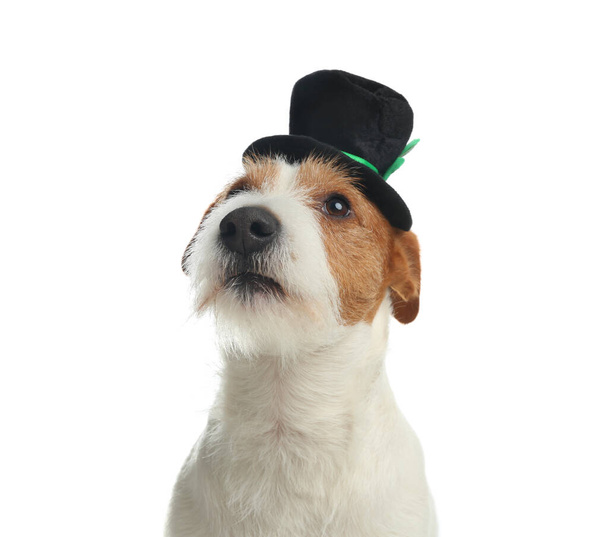 Jack Russell terrier with leprechaun hat on white background. St. Patrick's Day - Foto, imagen