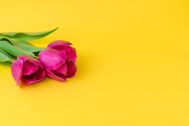 Tulipani rosa su sfondo giallo brillante. Fiori primaverili. Fondo primaverile. Giornata internazionale della donna e sfondo della festa della mamma. Copia lo spazio - Foto, immagini