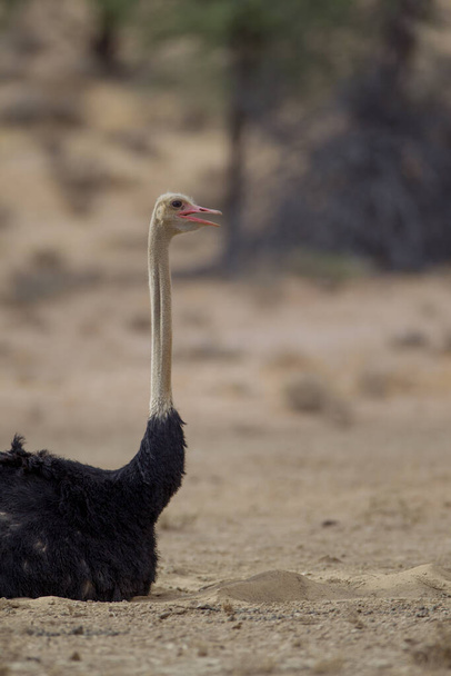 Η στρουθοκάμηλος στην έρημο της Αφρικής - Φωτογραφία, εικόνα