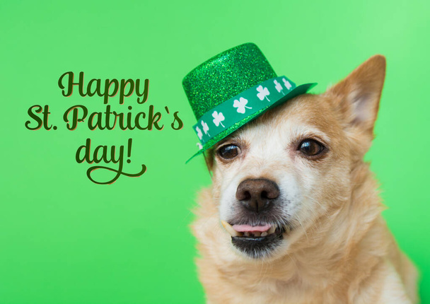 Yeşil arka planda şirin bir Leprikon köpeği. 17 Mart, Aziz Patrick Günü 'n kutlu olsun. - Fotoğraf, Görsel