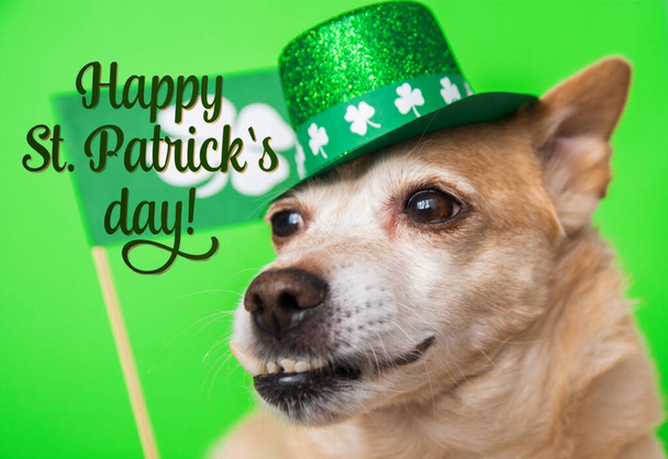 Симпатичная собака в Лепреконе на зеленом фоне. 17 марта, поздравительная открытка на день святого Патрика
 - Фото, изображение