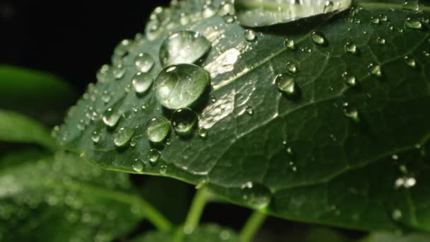 Macro of plant leaf covered in dew drops as they roll off the leave as they collect together. - Materiaali, video