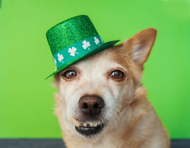 Yeşil arka planda şirin bir Leprikon köpeği. 17 Mart, Aziz Patrick Günü 'n kutlu olsun. - Fotoğraf, Görsel
