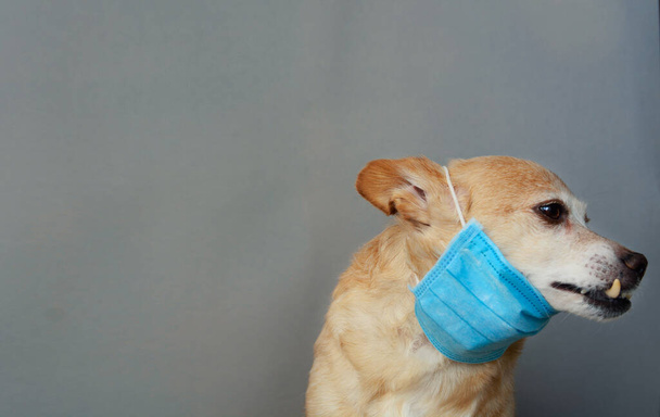 Kendini enfeksiyon veya hava kirliliğinden korumak için sağlık maskesi takan köpek, Coronavirus hastalığı COVID-19 hayvan konsepti - Fotoğraf, Görsel