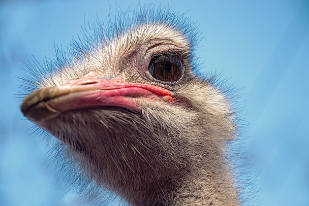 Голова страуса на тлі блакитного неба
 - Фото, зображення