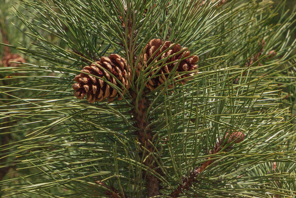 close up of two pine cones on branch of pine tree - Foto, immagini