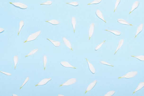 Terälehdet valkoinen krysanteemi kukkia pastellin sininen tausta. Minimaalinen jousitausta. Top view, tasainen lay
. - Valokuva, kuva