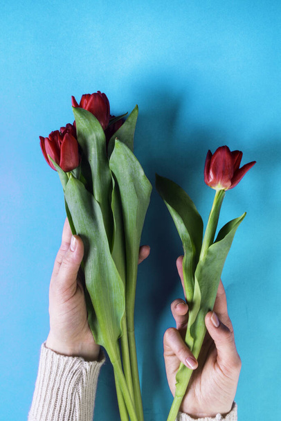 creative toned beautiful female hands with manicure with red flowers tulips on blue spring background. Hand care, spa, beauty and anti aging concept - Foto, Imagem