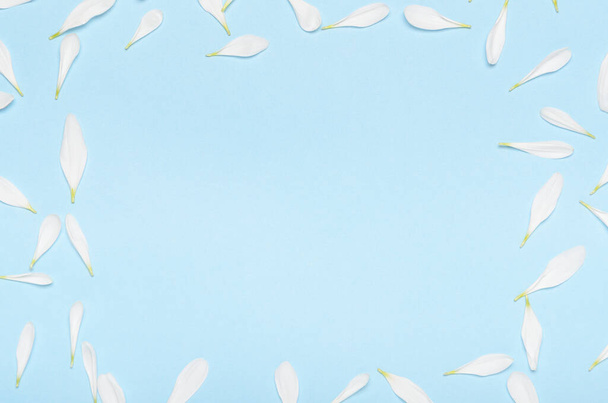 Una cornice quadrata di petali di fiori di crisantemo bianco su uno sfondo blu pastello. Minimo sfondo primavera. Copia spazio, vista dall'alto, disposizione piatta
. - Foto, immagini