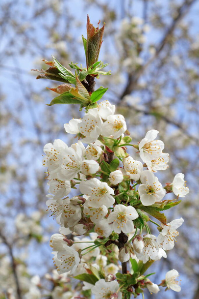   Apples flowering in spring gardens of Ukraine. Twigs with apple flowers for background on phone and tablet. Spring in the gardens and parks of Ukraine. Bright spring sunny day.                              - Φωτογραφία, εικόνα