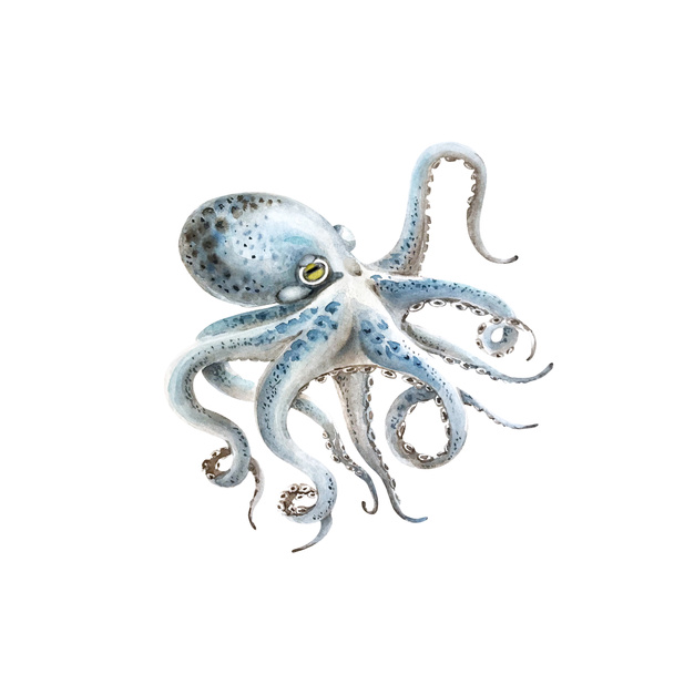 sininen mustekala vesiväri kuvitus valkoisella taustalla
 - Valokuva, kuva