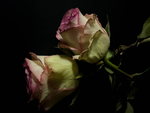 Dos rosas blancas de rosa desvanecidas sobre un fondo oscuro - Foto, imagen