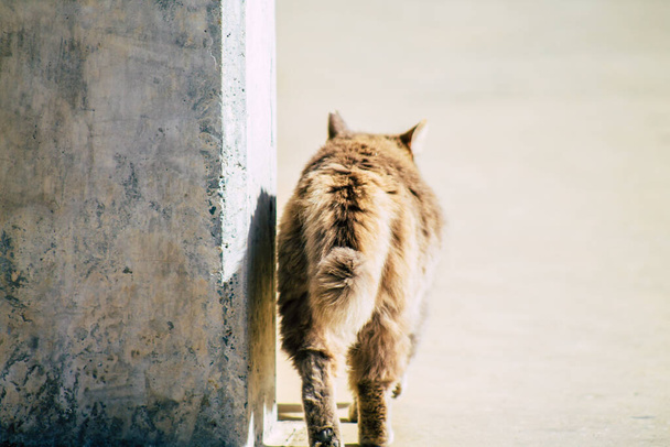Paphos Cyprus 10 maart 2020 Zicht op verlaten huiskat in de straten van Paphos - Foto, afbeelding