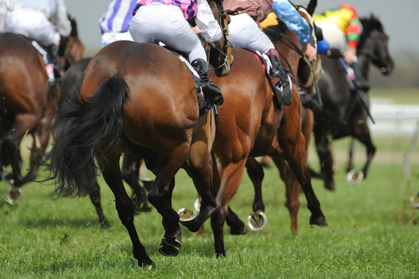 courses de chevaux de piste
 - Photo, image