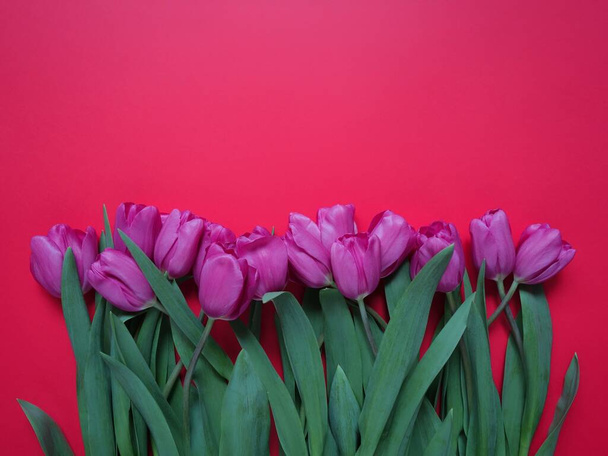 beautiful tulips lie on a colored surface - Foto, Imagem