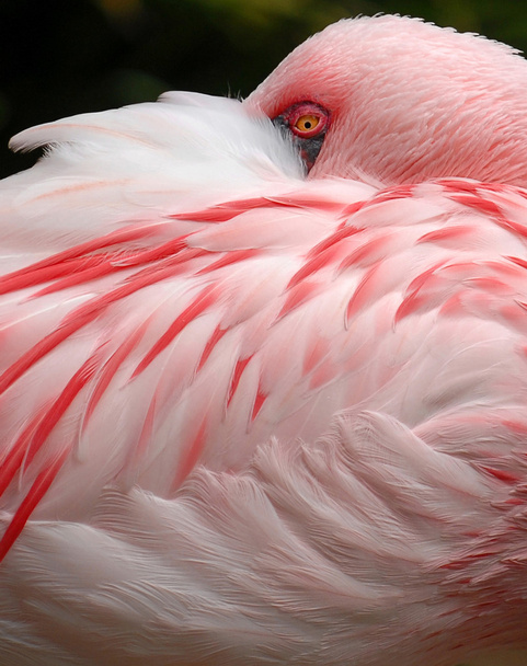 ροζ φλαμίνγκο πουλί - Φωτογραφία, εικόνα