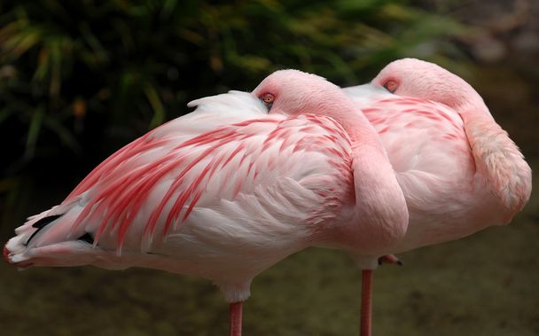 ροζ φλαμίνγκο πουλιά - Φωτογραφία, εικόνα