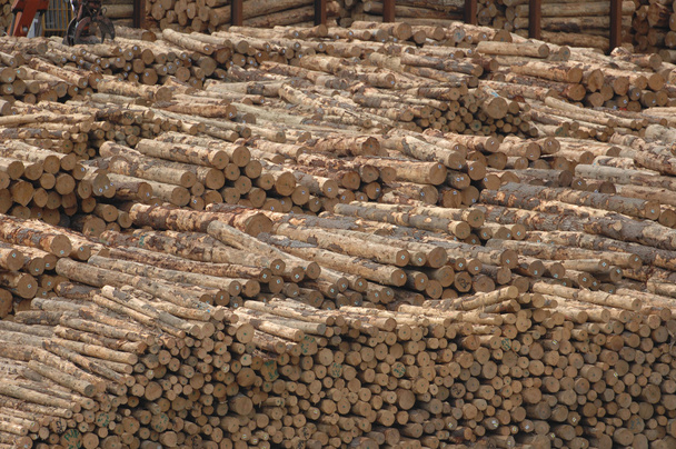 pila apilada de troncos
 - Foto, Imagen