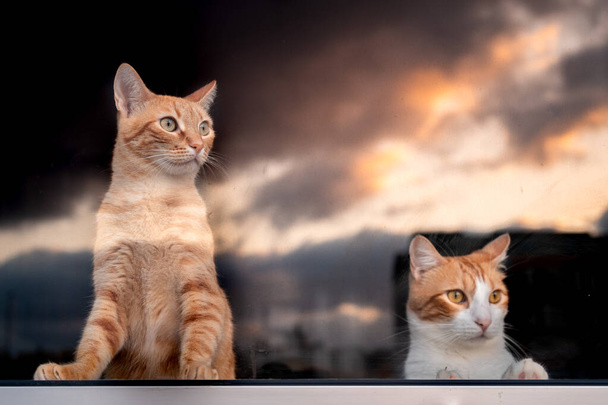 kaksi kotimaista kissaa kurkistamassa ikkunasta auringonlaskua katsellen - Valokuva, kuva