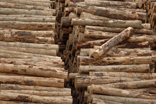 stacked  pile of logs - Photo, Image