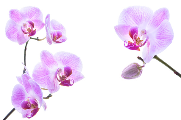 Bel ornement d'orchidée rose vif isolé sur fond blanc
 - Photo, image