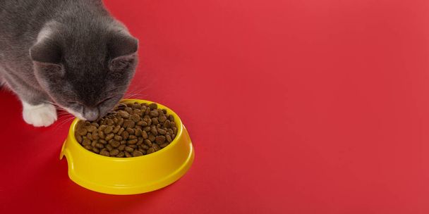 The gray cat eats cat food from a yellow bowl on a red background. The concept of healthy eating your beloved pet. - Valokuva, kuva
