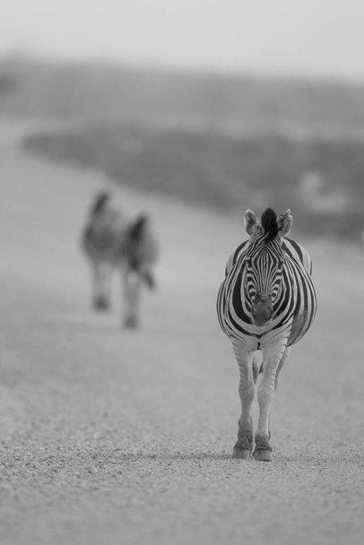 Zebra nel deserto dell'Africa
 - Foto, immagini