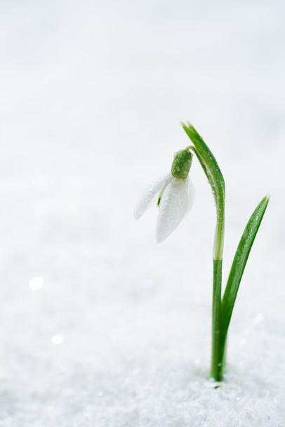 Lumikki kukka valkoinen studio lunta, pehmeä painopiste
 - Valokuva, kuva