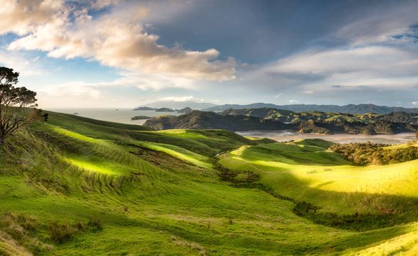 Vallées et collines de pâturage rurales et agricoles sur la côte néo-zélandaise de Coromandel - Photo, image