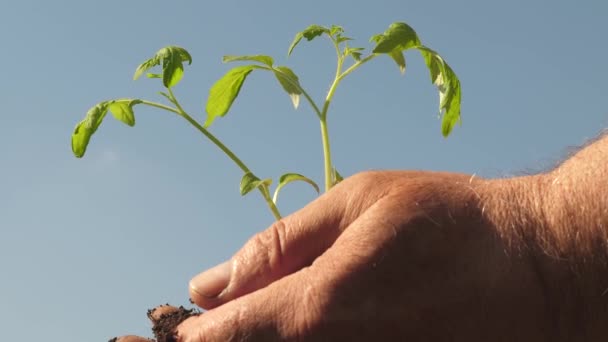 tuinmannen handen houden een groene spruit van zaailingen in palmen tegen de blauwe lucht. tomatenzaailing in handen close-up. milieuvriendelijke spruit. vriendelijke planeet. kiemen in handen van de landbouwer. - Video