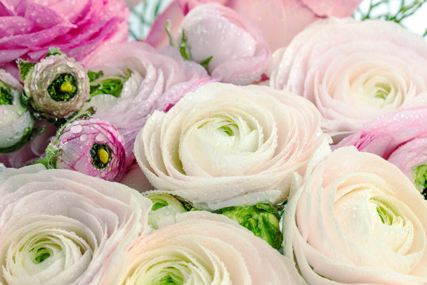 Persian buttercups. Bunch of pale pink ranunculus flowers on light background. Wallpaper, Horizontal photo  - Foto, immagini
